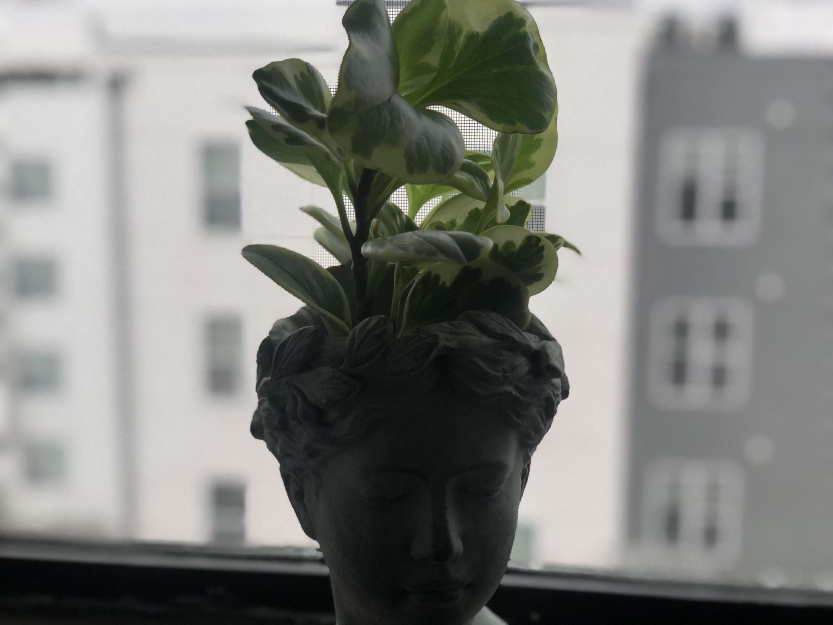baby rubber plant